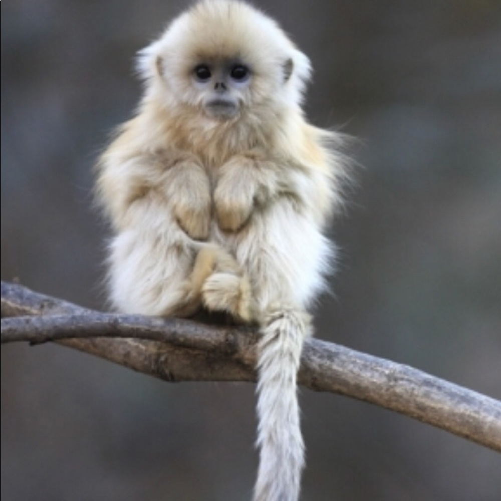 Meet your Posher, Maya